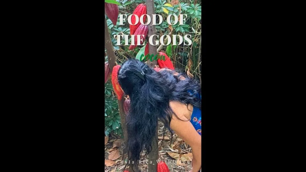 Cocoa Plant Costa Rica #shorts #costarica #vlog #travel #eat - Travel With Glen