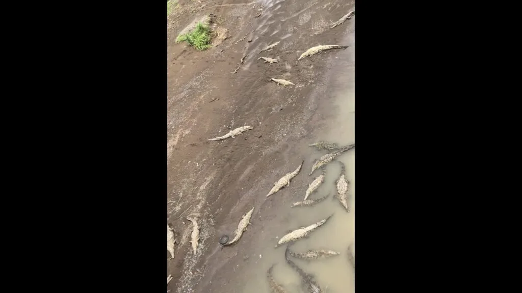 View From Crocodile Bridge Costa Rica#shorts #costarica #travel #vlog - Travel With Glen Crocodile Bridge Costa Rica