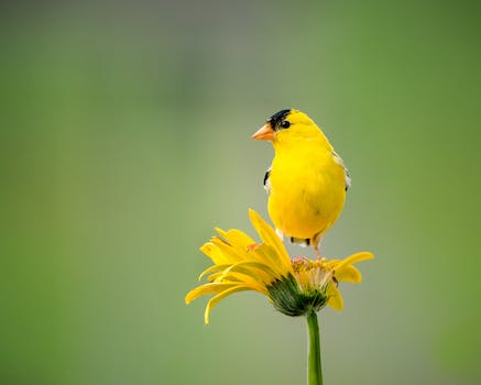 The Ultimate Birding Kit