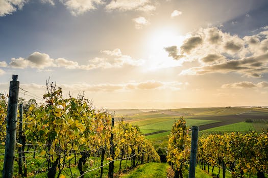 Vineyards Unveiled: Unravel the Secrets Behind Exquisite Wine with these Tours