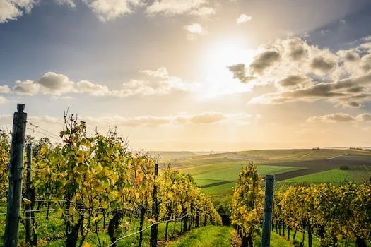 Vineyards Unveiled: Unravel the Secrets Behind Exquisite Wine with these Tours - Travel With Glen Vineyards Unveiled: Unravel the Secrets Behind Exquisite Wine with these Tours