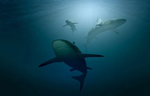 The Benefits of an Artificial Beach for Endangered Sharks and Tourists