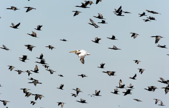 The Great Migration: Witness the Epic Journey on a Wildlife Safari