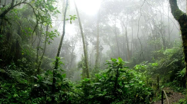 Jungle and rainforest adventures - Travel With Glen Jungle and rainforest adventures
