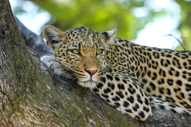 Safari Travel Guide - Travel With Glen - Travel With Glen Safari Travel Guide