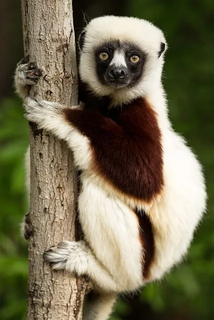 Madagascar Travel Guide