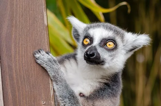 Madagascar Travel Guide - Travel With Glen Madagascar Travel Guide