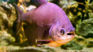 Pacu fish Travel With Glen - Travel With Glen