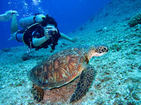 Scuba diving and snorkeling