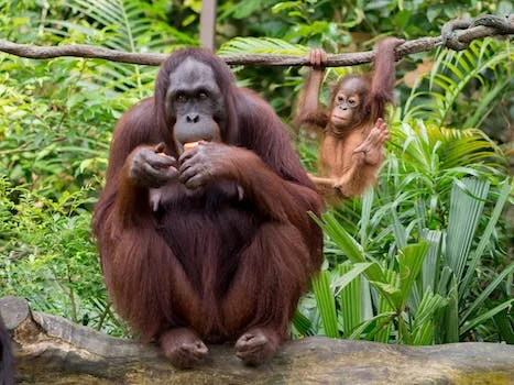 Kalimantan Travel Guide - Travel With Glen Kalimantan Travel Guide