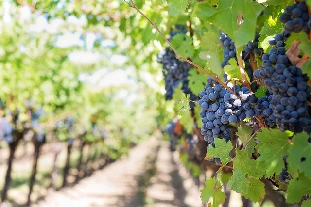 Unlock the Secrets of the Vines: Dive into a Wine Lover's Wonderland on Vineyard Tours