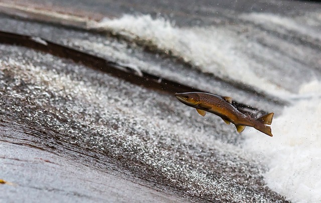 Top Eight Freshwater Diving and Snorkeling Spots in the United States