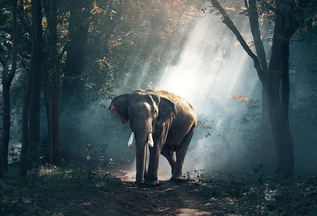 Get Ready for the Ultimate Thrill: Experiencing Wildlife Safari Up Close