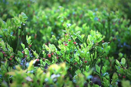 Comparing Wild Blueberries to Regular Blueberries: Unveiling the Distinctions