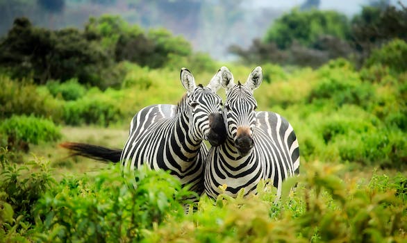 Collaboration between UNESCO World Heritage Convention and CITES for Conservation and Sustainable Wildlife Trade in World Heritage Sites