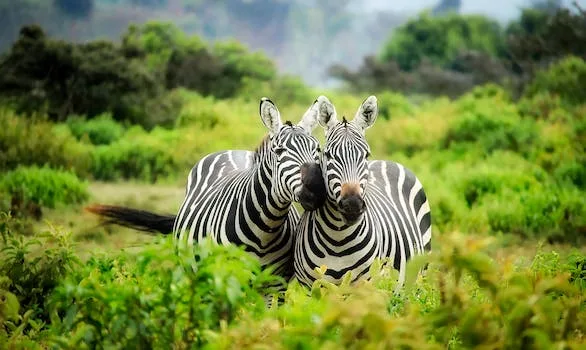 Collaboration between UNESCO World Heritage Convention and CITES for Conservation and Sustainable Wildlife Trade in World Heritage Sites - Travel With Glen Collaboration between UNESCO World Heritage Convention and CITES for Conservation and Sustainable Wildlife Trade in World Heritage Sites