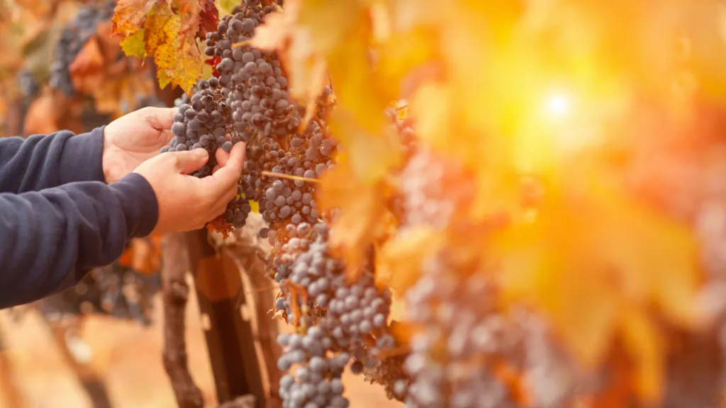 vineyards are managed(1) - Travel With Glen vineyards are managed