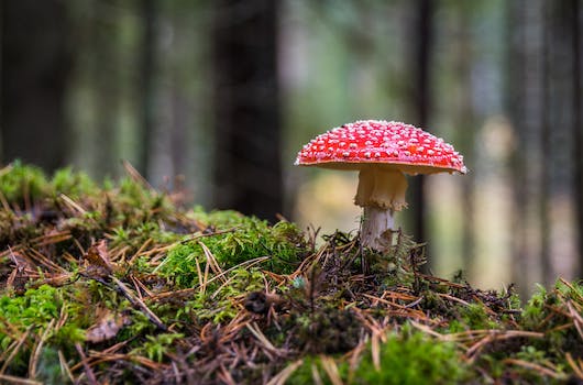 Starting a Fire Using Fungus