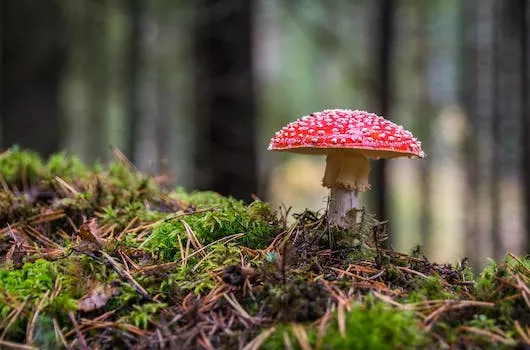 Starting a Fire Using Fungus - Travel With Glen Starting a Fire Using Fungus