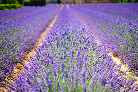 The Ultimate Guide to the Best Provence Rosé Wines for Summer