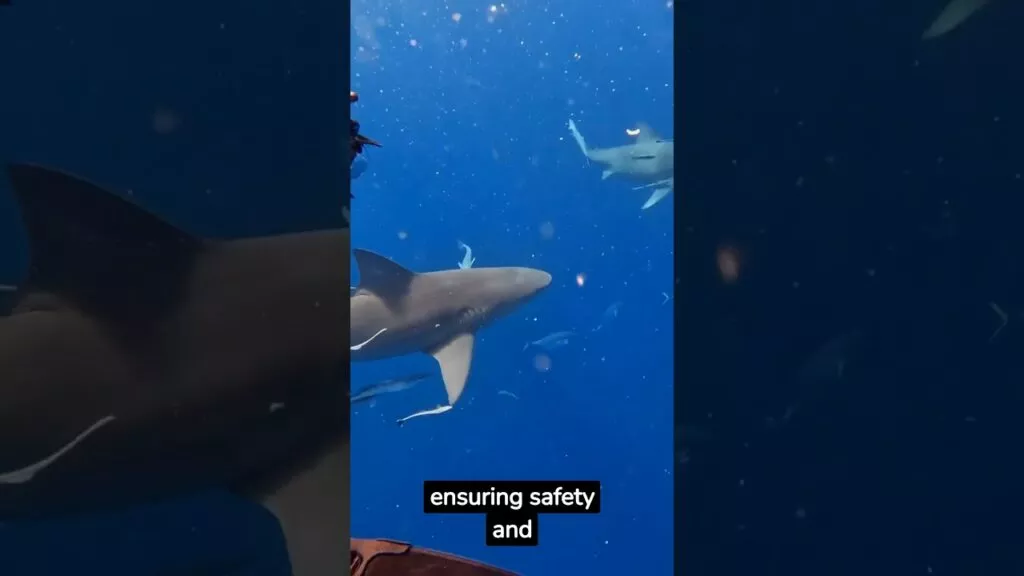 π Once-in-a-Lifetime Adventure Swim With Sharks Cuba π¦ #shorts #travel #tiktok #fyp #sharks #cuba - Travel With Glen