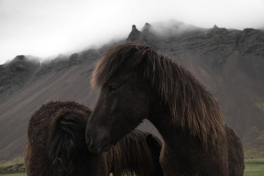 iceland travel guide book