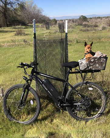 Enjoy weekend joy rides
