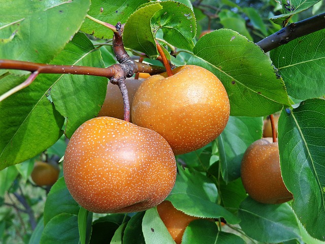 Unveiling the True Nature of Asian Pears