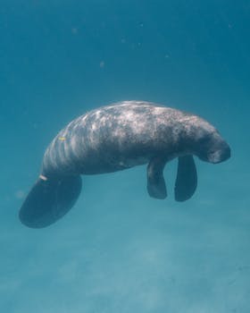 manatee sightseeing and wildlife adventures