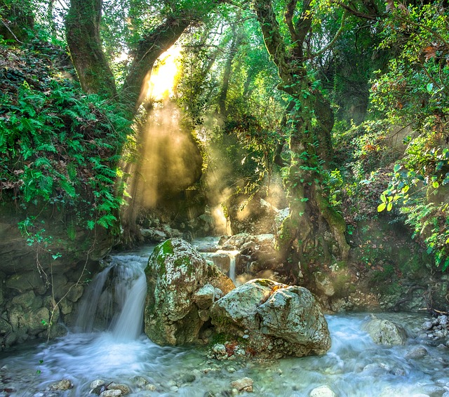 Costa Rica's Rainforests