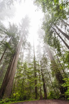 redwood sightseeing tours