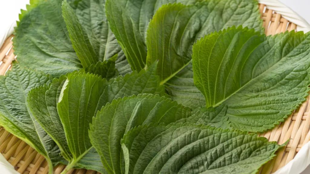 Perilla Leaves(1) - Travel With Glen Perilla Leaves