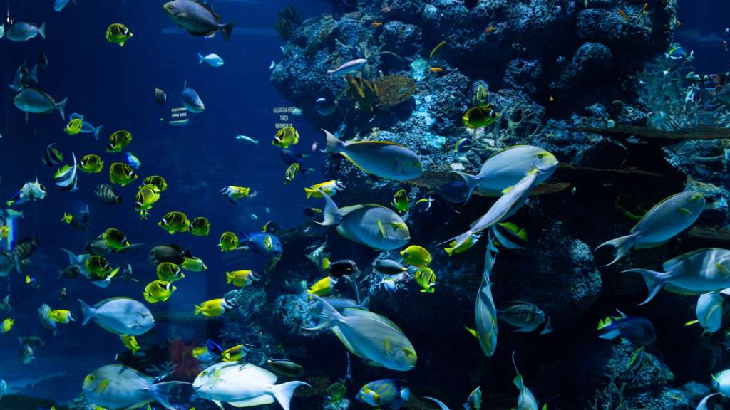 how has ocean exploration increased human understanding of aquatic ecosystems (10) - Travel With Glen how has ocean exploration increased human understanding of aquatic ecosystems?