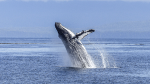 how has ocean exploration increased human understanding of aquatic ecosystems - Travel With Glen how has ocean exploration increased human understanding of aquatic ecosystems?