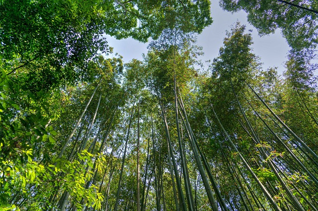 Arashiyama Bamboo Grove