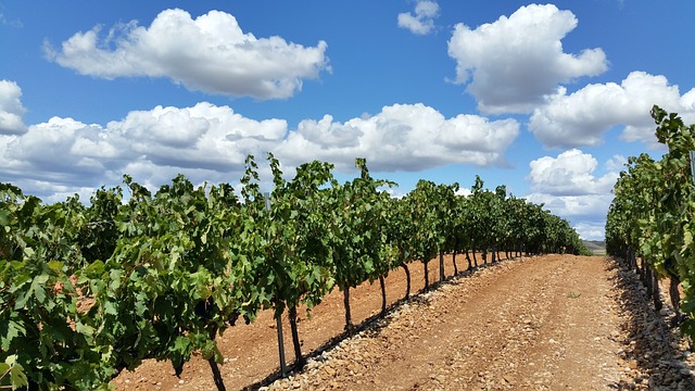 Bodegas Izadi: Pioneering Rioja's White Wines with Innovation and Authenticity