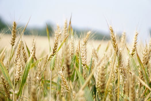 English harvest 2024: Heavy crop losses due to wet weather