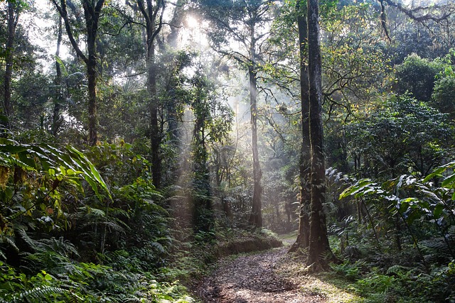 Family Rainforest Tours in Panama: A Nature Lover’s Dream