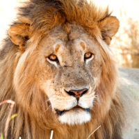 Safari in the Serengeti, Tanzania